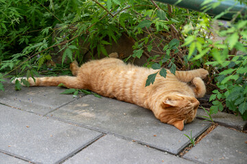 Ginger cat sleeping peacefully outside