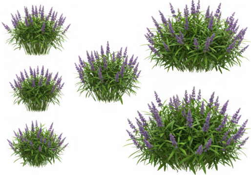 Five sizes of purple salvia plants isolated on black