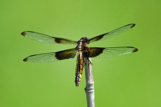 Dragonfly perched on a twig with a green backdrop.