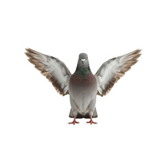 Obraz premium Majestic Rock Dove with Wings Spread Wide, Isolated on Transparent Background