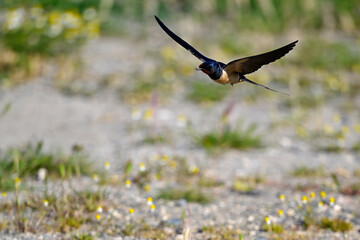 fliegende Rauchschwalbe // flying Barn swallow (Hirundo rustica)