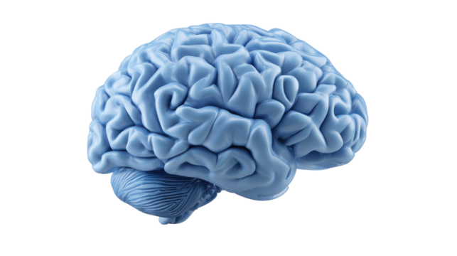 Cognitive Wonder: A meticulously rendered brain, a visual representation of the epicenter of human thought, illuminated in vivid detail.