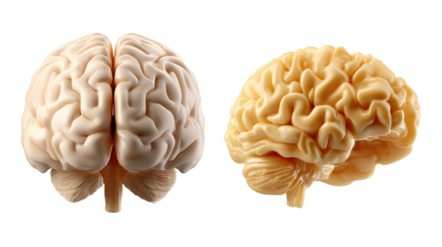 Brain anatomy and function: A close-up image of a brain displaying intricate structure, showcasing its pivotal role in our mental and physical functions.