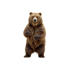 Majestic Grizzly Bear Standing on Hind Legs, Isolated on Transparent Background
