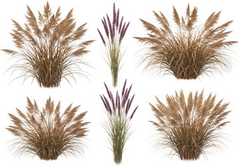 Fototapeta premium Pampas grass and purple fountain grass collection