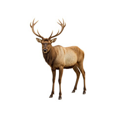 Obraz premium Majestic Bull Elk with Antlers on Transparent Background