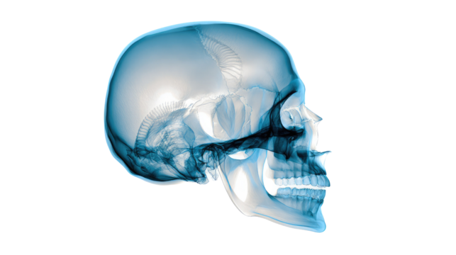X-ray Skull Visualization: A detailed X-ray rendering showcases the intricate skeletal structure of a human skull in stunning detail.