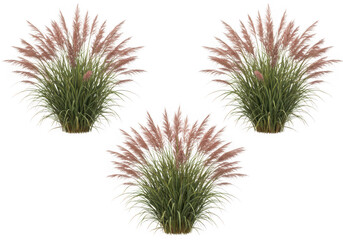 Three pink muhly grass plants on black background