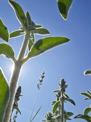 Blooming Flower Bed in Garden Colorful Floral Display