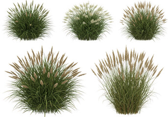 Obraz premium Six varieties of ornamental grass plants