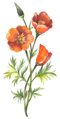 California poppy. Watercolor hand drawing painted illustration.