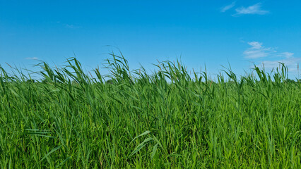 Green high grass field on wind under clear blue sky. Natural rural landscape and summer nature background