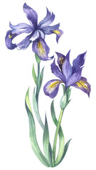 Douglas iris. Watercolor hand drawing painted illustration.