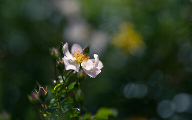 Flower of sweetbrier or wild rose after a spring shower