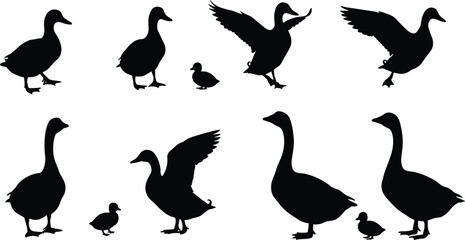 Silhouette ducks and geese with ducklings, bird vector set, flying and standing poses, nature illustration, waterfowl family clipart, animal wildlife design, farm birds collection © Titan