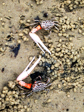 Two Pink-clawed fiddler crabs, Uca annulipes, defending their territory from each other, on the tidal mudflats of Inhaca Island of the coast of Mozambique