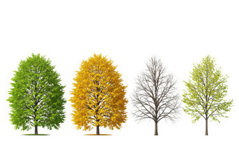 Four seasons tree cycle isolated on black