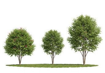 Three redbud trees of varying sizes on grass