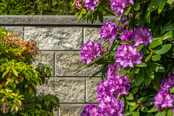 Stone fence in Vancouver, Canada, North America. Outdoor landscape in Spring. Security and privacy concept. Day June 2025.