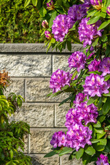 Stone fence in Vancouver, Canada, North America. Outdoor landscape in Spring. Security and privacy concept. Day June 2025.
