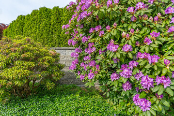Stone fence in Vancouver, Canada, North America. Outdoor landscape in Spring. Security and privacy...