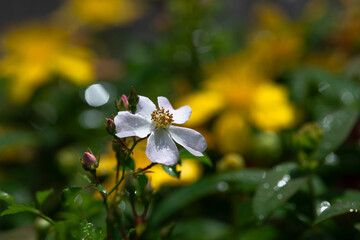 Fototapeta premium Flower of sweetbrier or wild rose after a spring shower