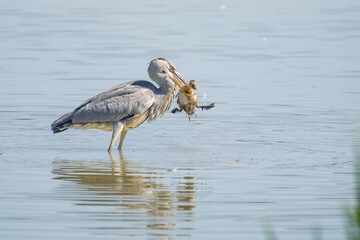 GREY HERON HUNTING A DUCK