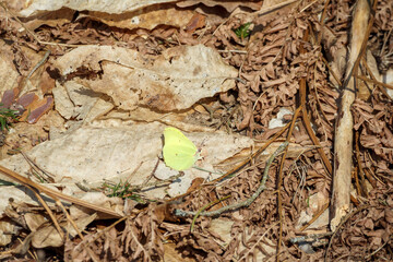 
A green butterfly with black eyes sitting on a brown leaf.