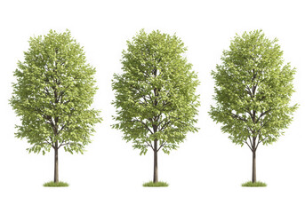 Three green trees isolated on black background