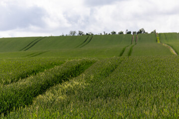 Nykobing Mors, Denmark A landscape of wheat fields and tractor tracks. © Alexander