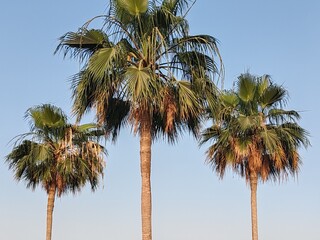 Washingtonia Palm Trees Top View, Palm Trees Full View With Their Leaves. Washingtonia Palm Arabic Washingtonia Or Mexican Fan Trees With Blue Sky Background. Washingtonia Robust Or Mexican Fan Palm.