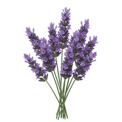 Naklejka premium A bunch of delicate purple lavender, a symbol of serenity and natural beauty. The soft focus highlights the intricate details of the fragrant flower.