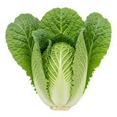 Fresh green Napa cabbage with tightly packed leaves, isolated on transparent background. Detailed view of texture and color