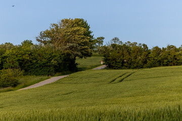 Nykobing Mors, Denmark A coastal country road with fields and trees. © Alexander