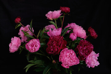 Lush bouquet of deep pink and red peonies with water droplets on dark fabric backdrop. Full bloom