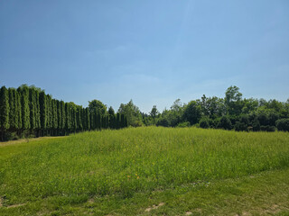 Scenic Botanical Garden Landscape with Lush Flora and Serene Paths