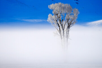 Winter Valley Fog or Steam with Frosty Tree in Golden Light Bald Eagle Wildlife