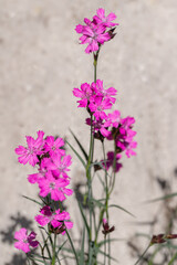 Carthusian pink (Dianthus carthusianorum). Grows outside, before light background.