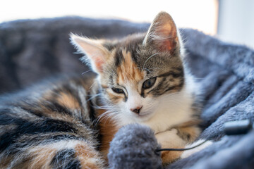 Sleeping kitten in soft gray bed