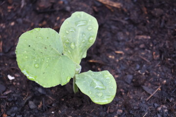 Butternut Squash growing in garden