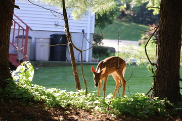 Curious fawn exploring a neigborhood