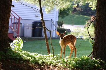 Curious fawn exploring a neigborhood