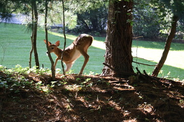 Curious fawn exploring a neigborhood
