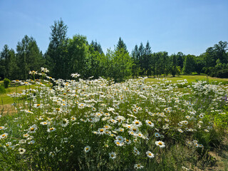 Blooming Flower Bed in Garden Colorful Floral Display