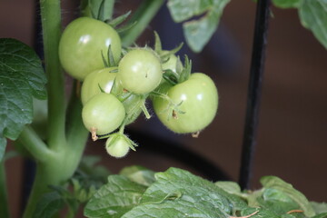 green tomatoes in the garden
