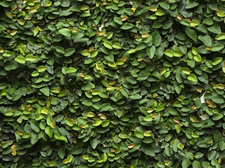 Lush green leaves create vibrant and natural wall, showcasing various shades of green and healthy, thriving appearance. This foliage adds refreshing touch to any environment