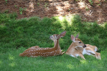 Two fawns sleeping in the shade.