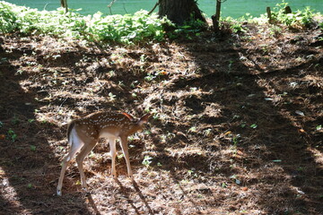 Curious fawn exploring a neigborhood