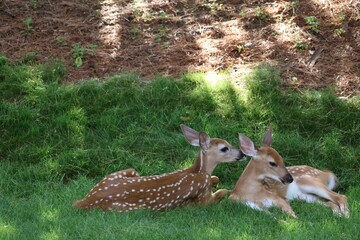 Two fawns sleeping in the shade.
