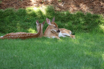 Two fawns sleeping in the shade.